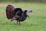 Wild Turkey